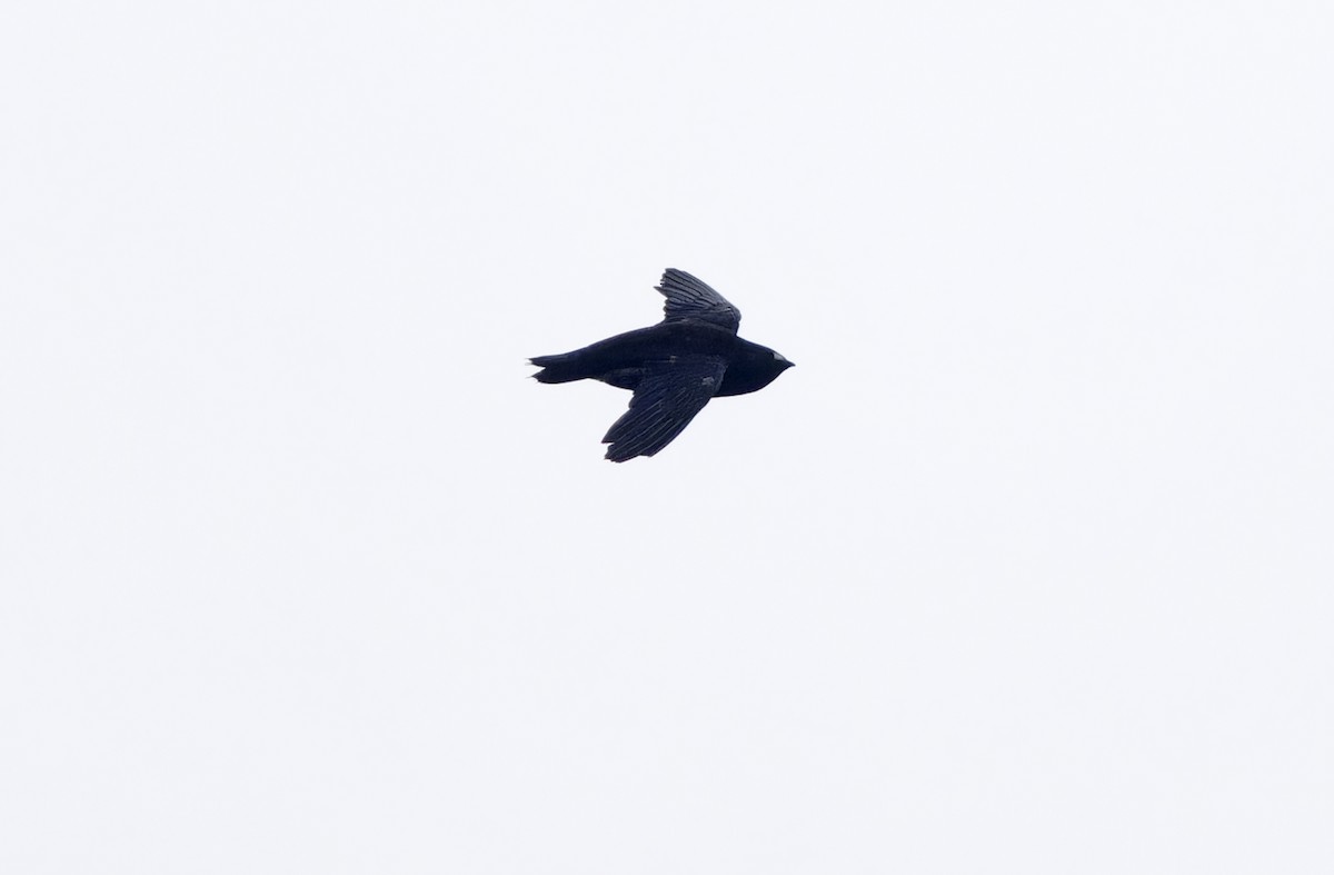 Purple Needletail - ML636332039