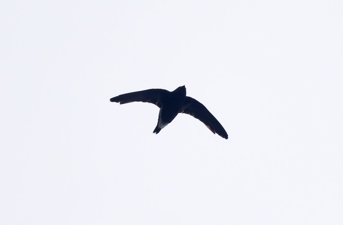 Purple Needletail - ML636332040