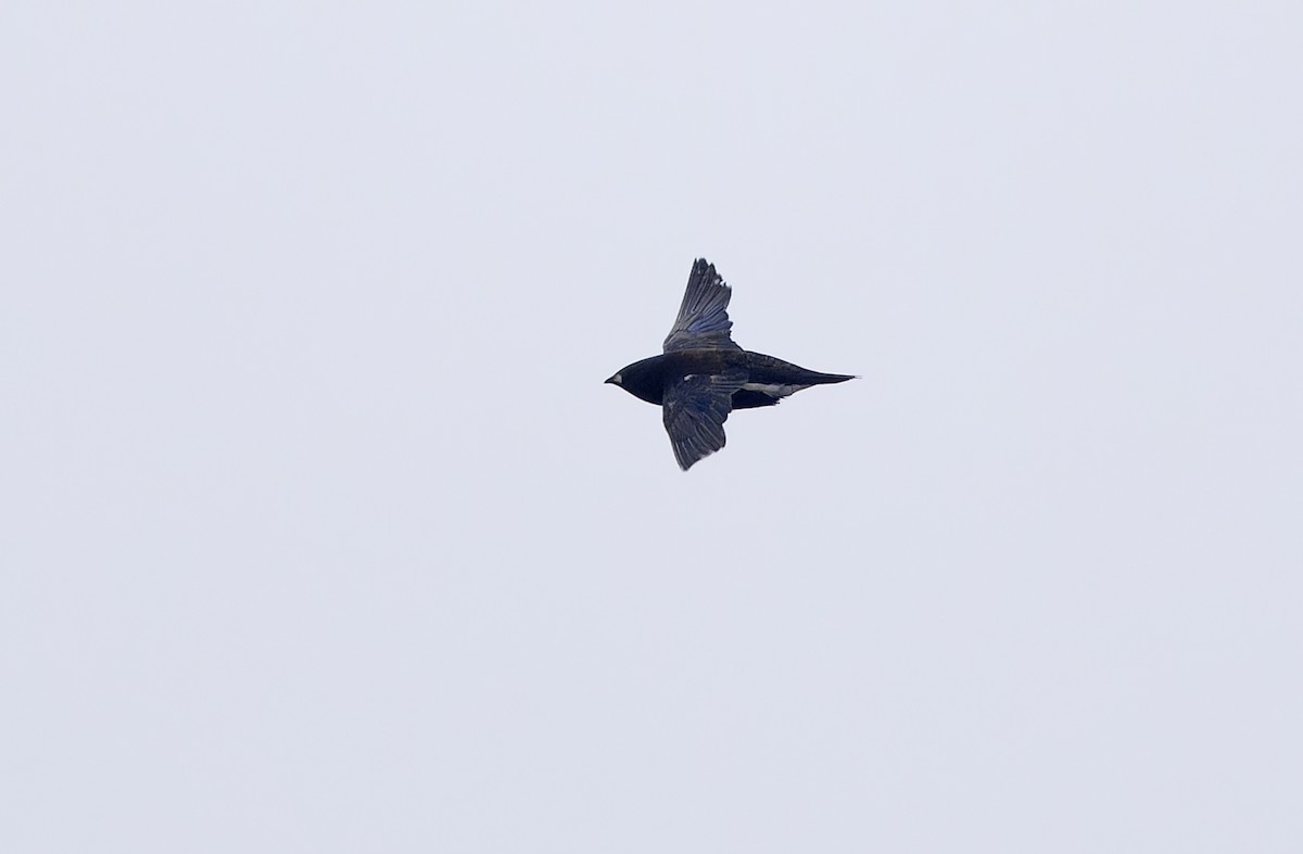 Purple Needletail - ML636332041