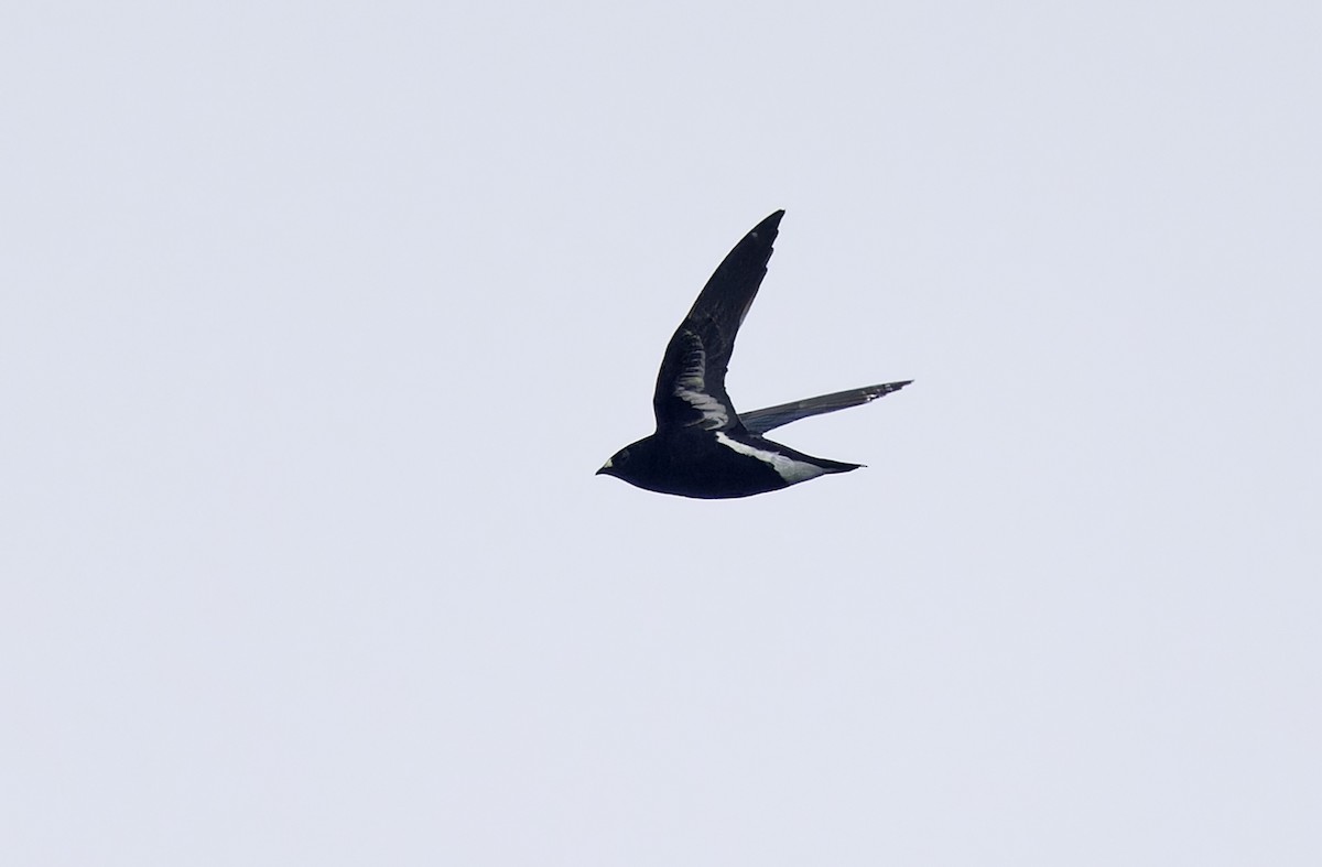 Purple Needletail - ML636332042
