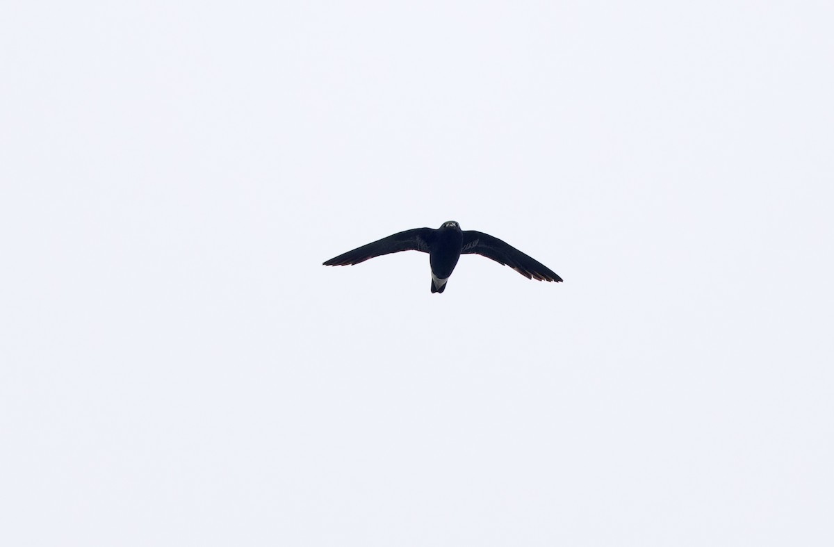 Purple Needletail - ML636332043