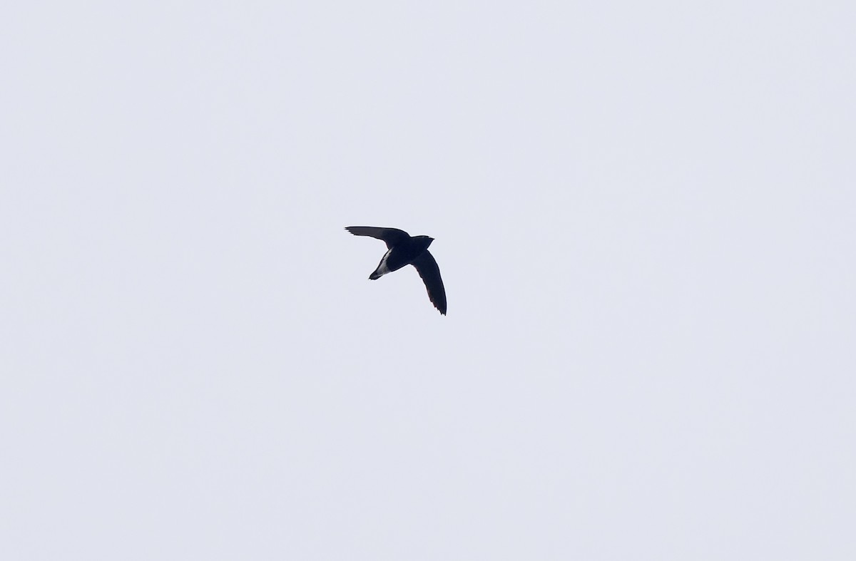 Purple Needletail - ML636332044