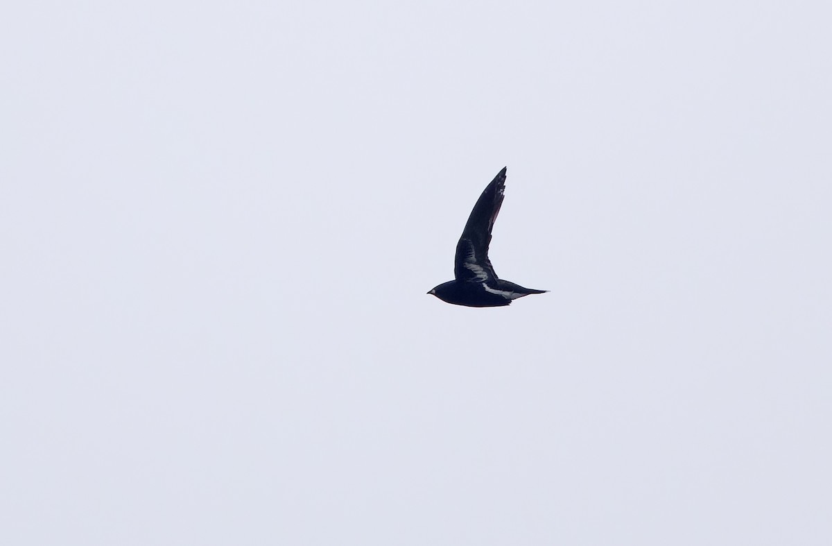 Purple Needletail - ML636332045