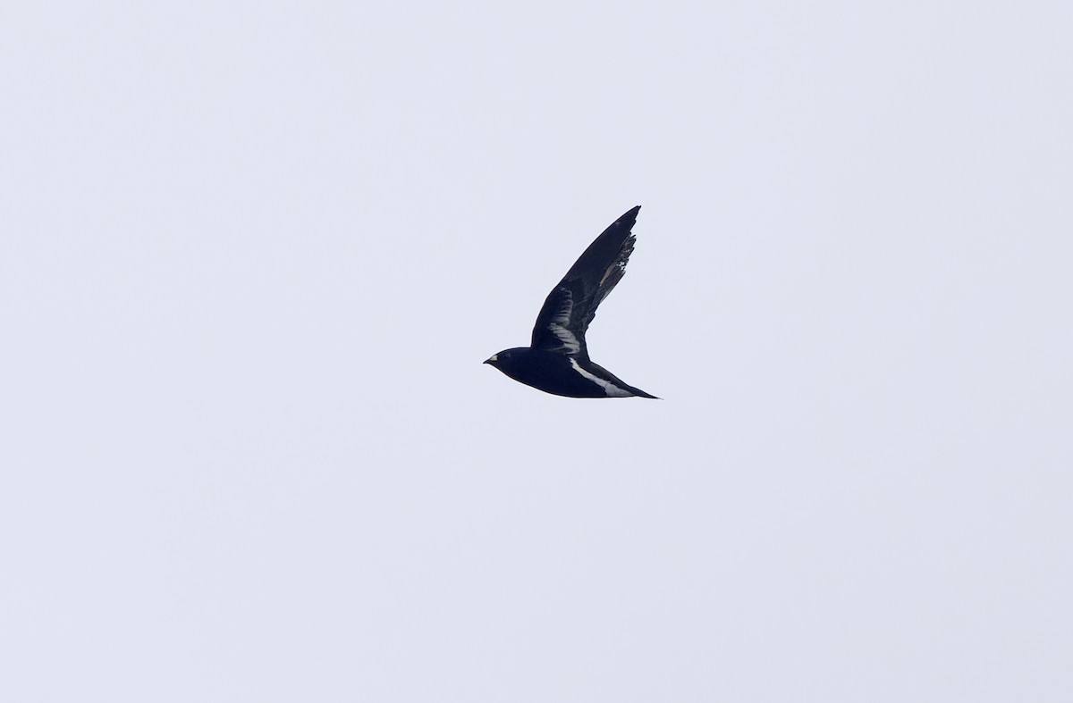Purple Needletail - ML636332046