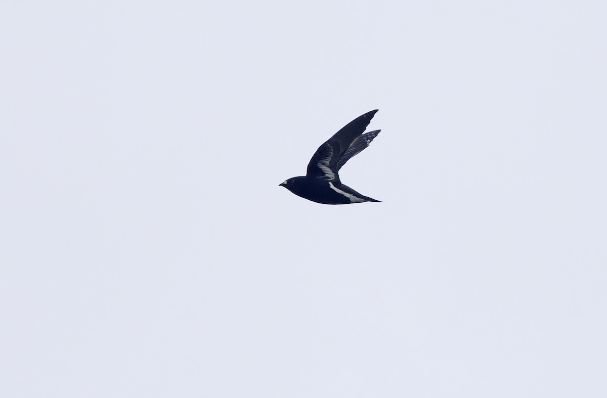 Purple Needletail - ML636332047