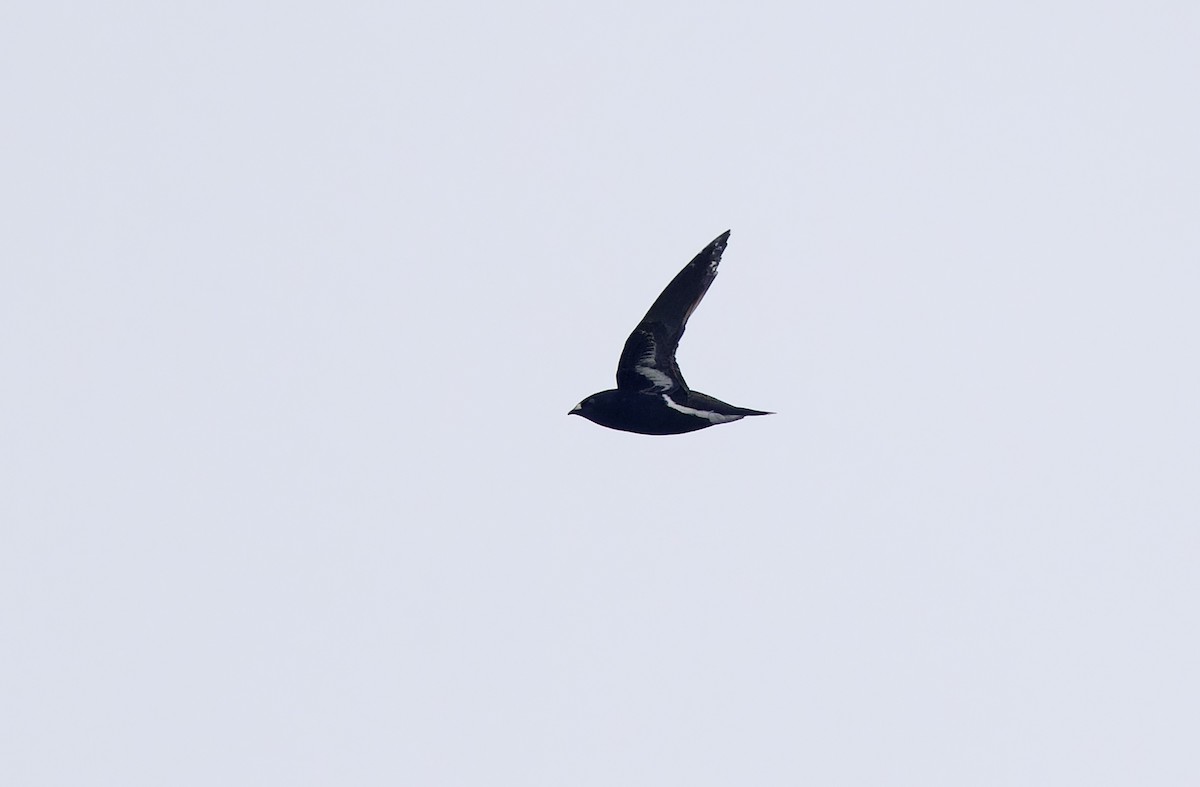 Purple Needletail - ML636332048