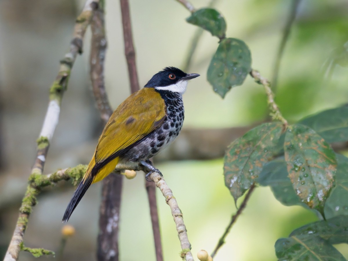 Scaly-breasted Bulbul - ML636332100