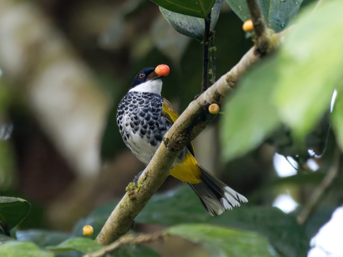 Scaly-breasted Bulbul - ML636332101