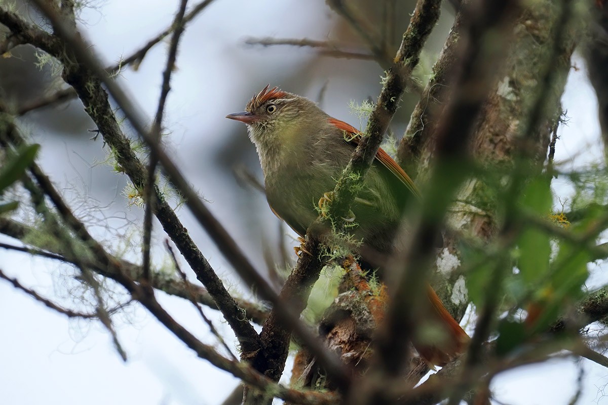 Streak-capped Spinetail - ML636332147