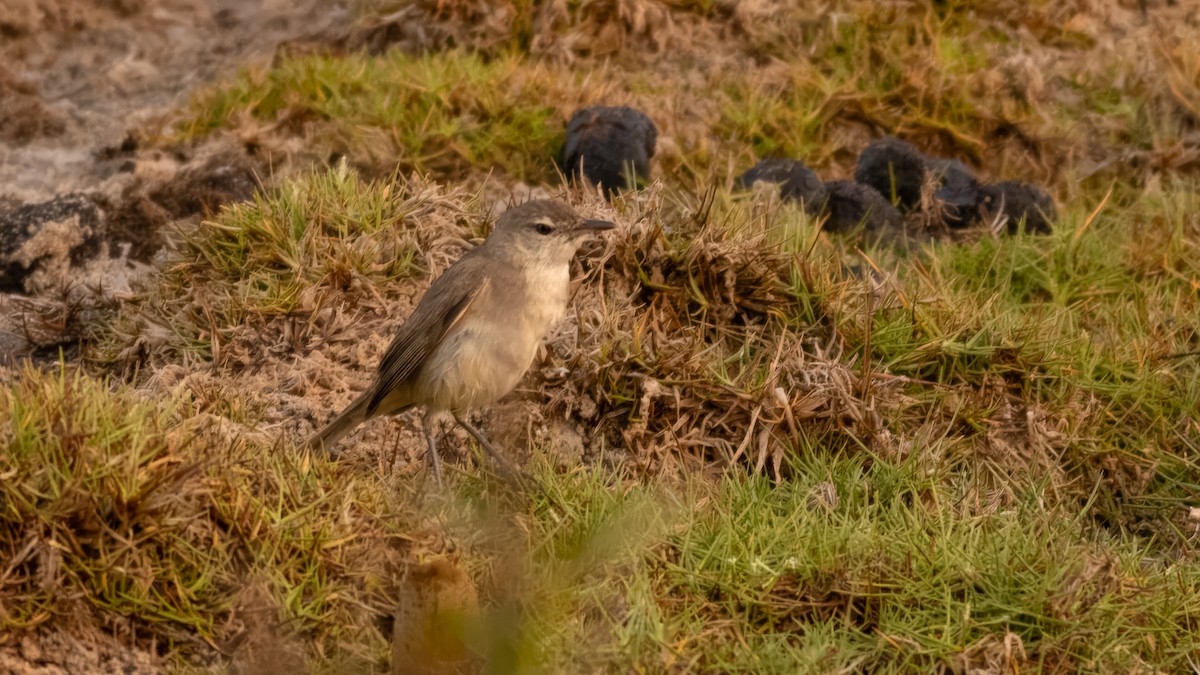 Clamorous Reed Warbler (Brown) - ML636332173