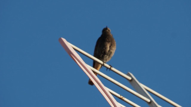 Black Redstart - ML636332195
