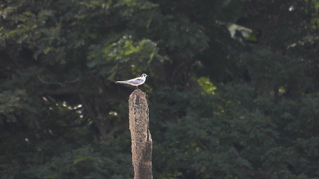 ハジロクロハラアジサシ - ML636332199