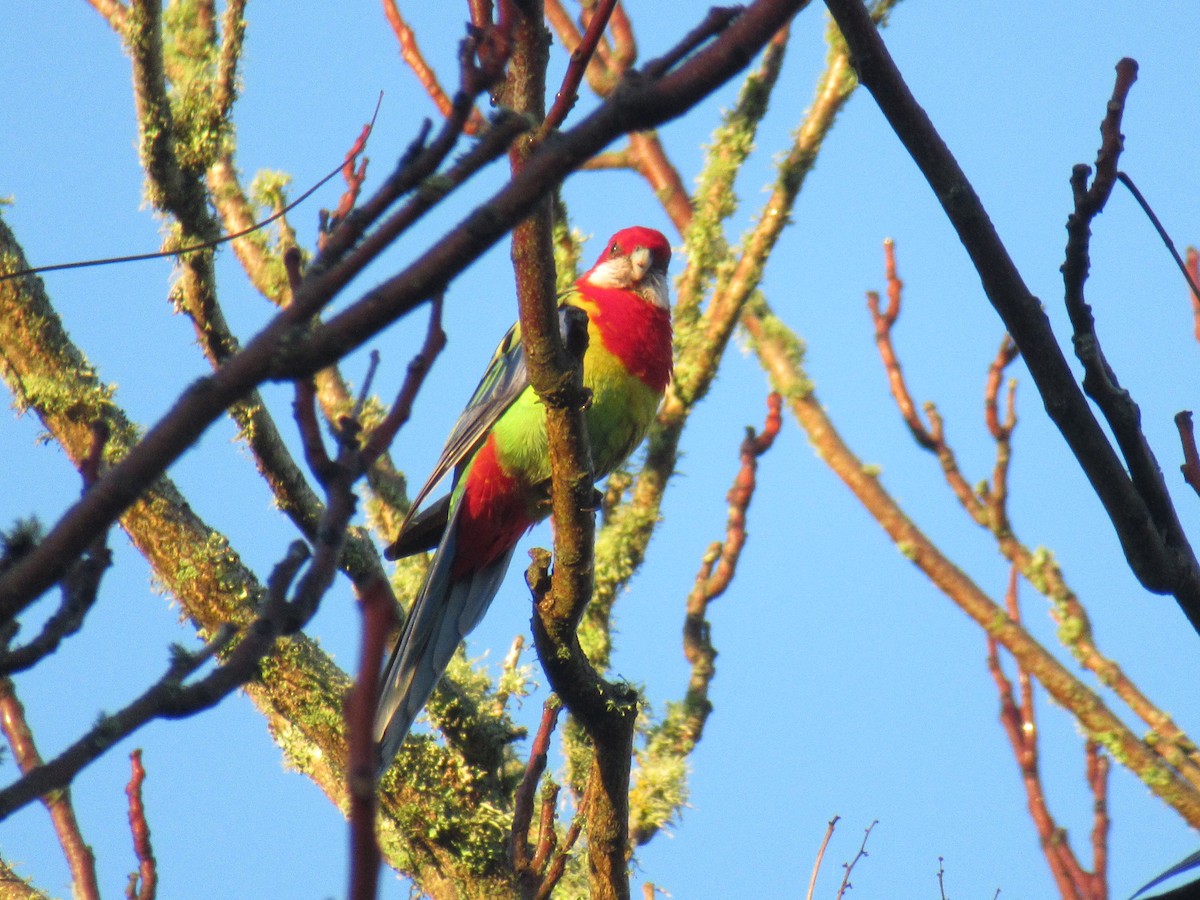 Eastern Rosella - ML636332243