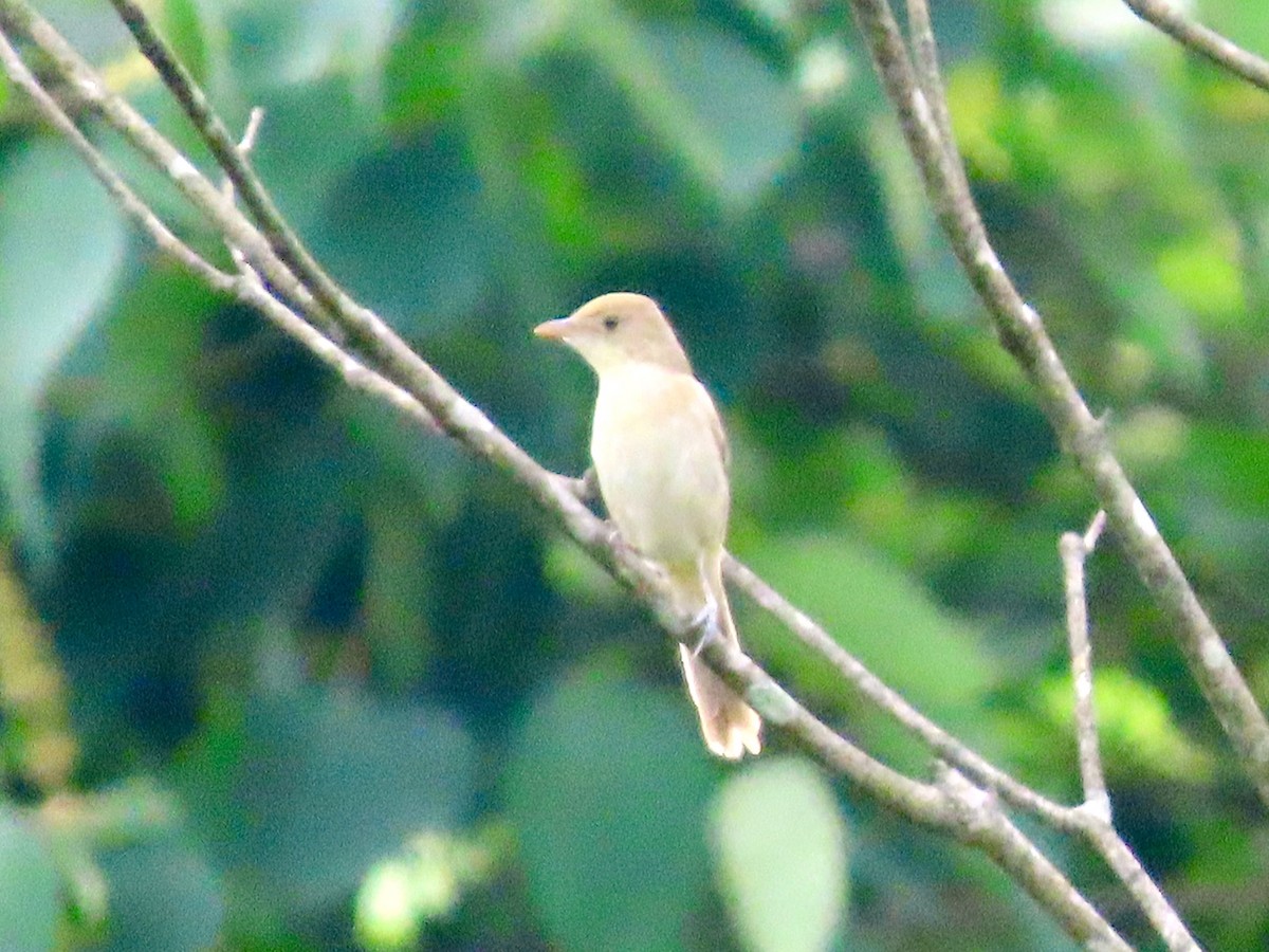Thick-billed Warbler - ML636332261