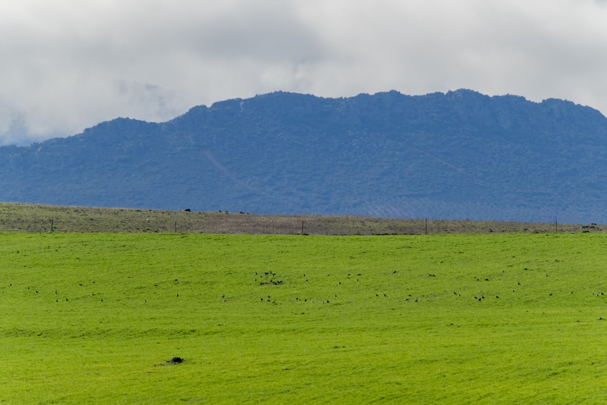 Little Bustard - ML636332282