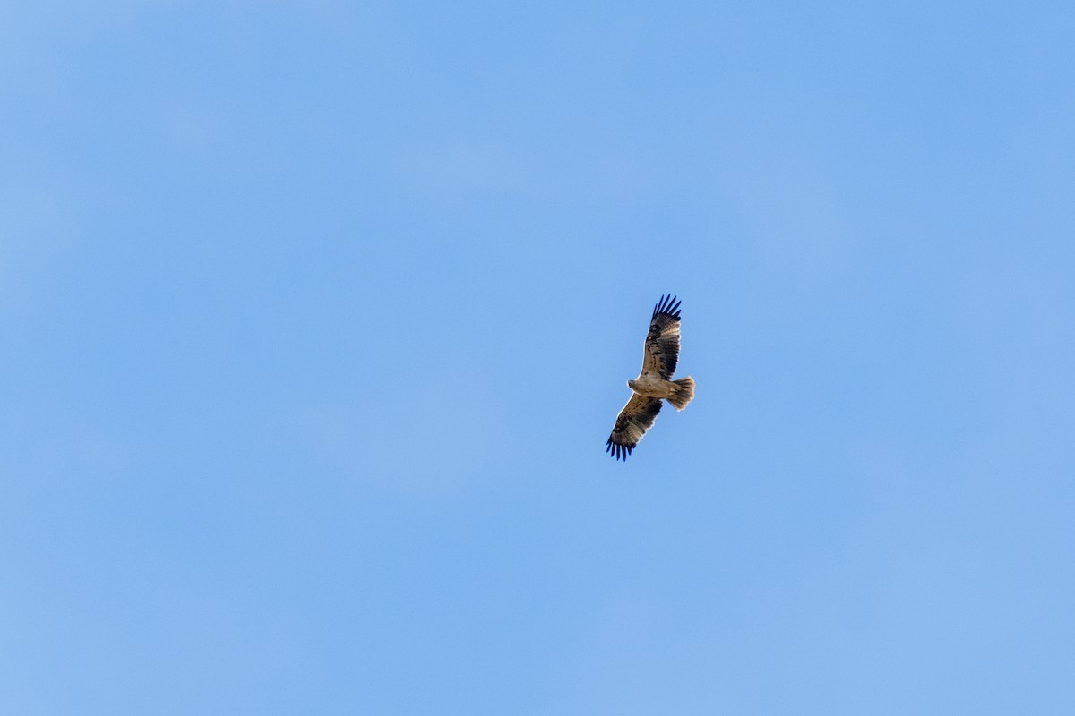 Spanish Eagle - ML636332285