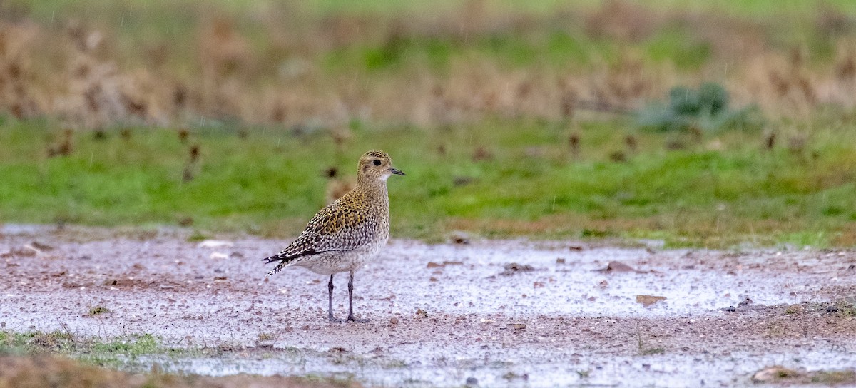 European Golden-Plover - ML636332286