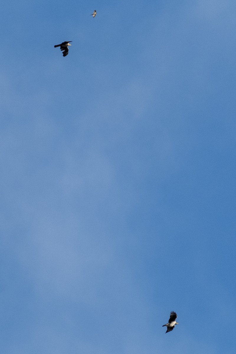 Харсун бүргэд - ML636332287