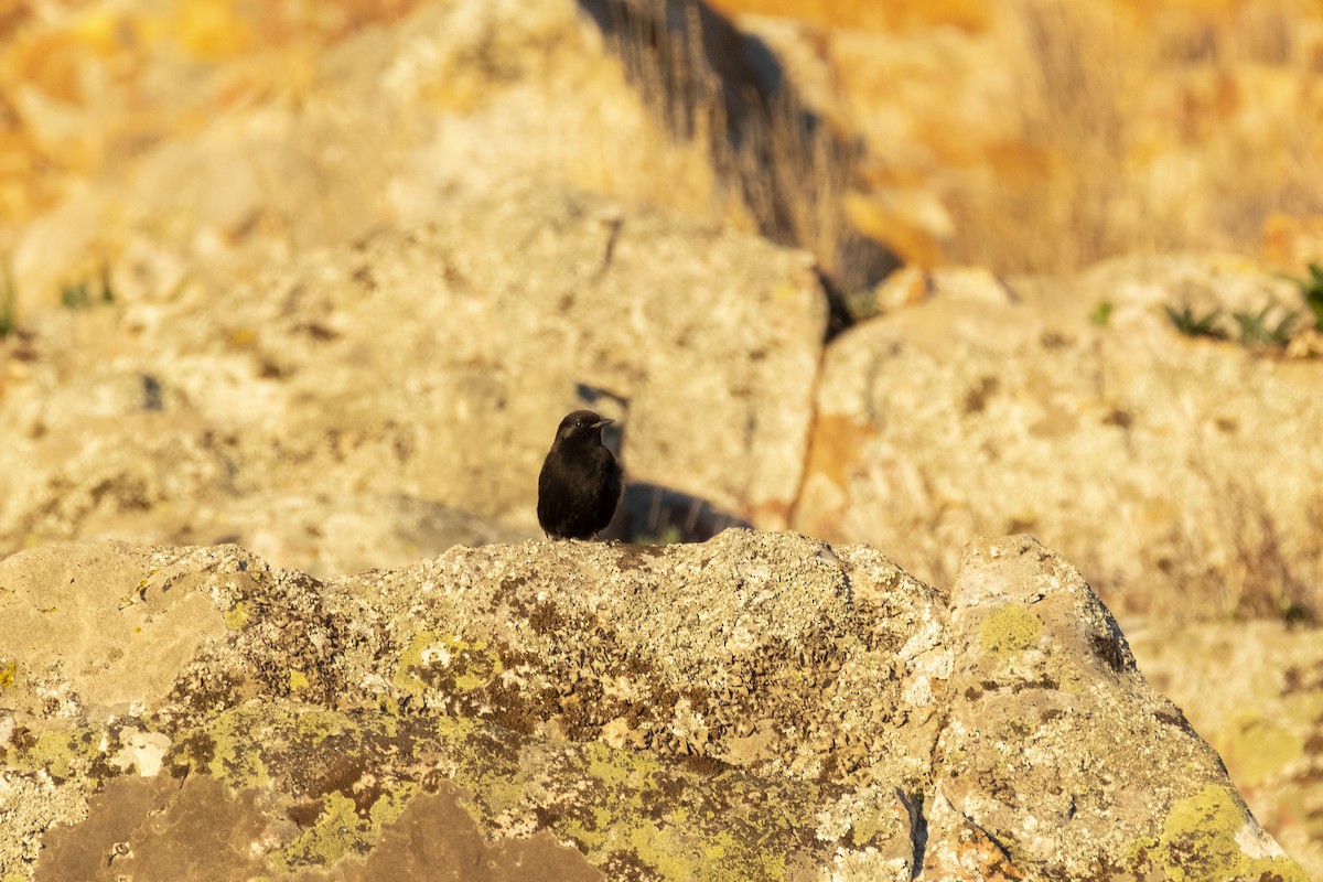 Black Wheatear - ML636332288