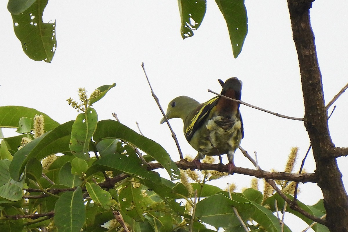 Gray-fronted Green-Pigeon - ML636332301