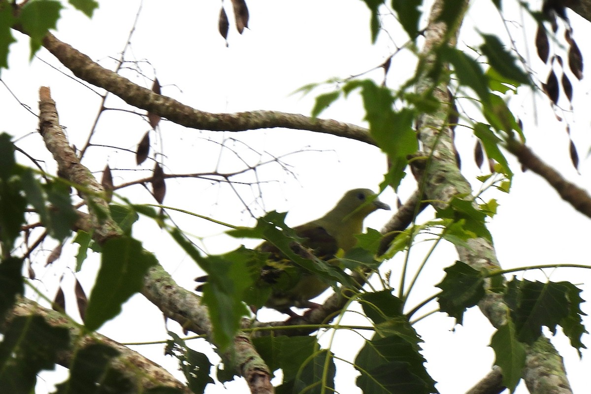 Gray-fronted Green-Pigeon - ML636332302