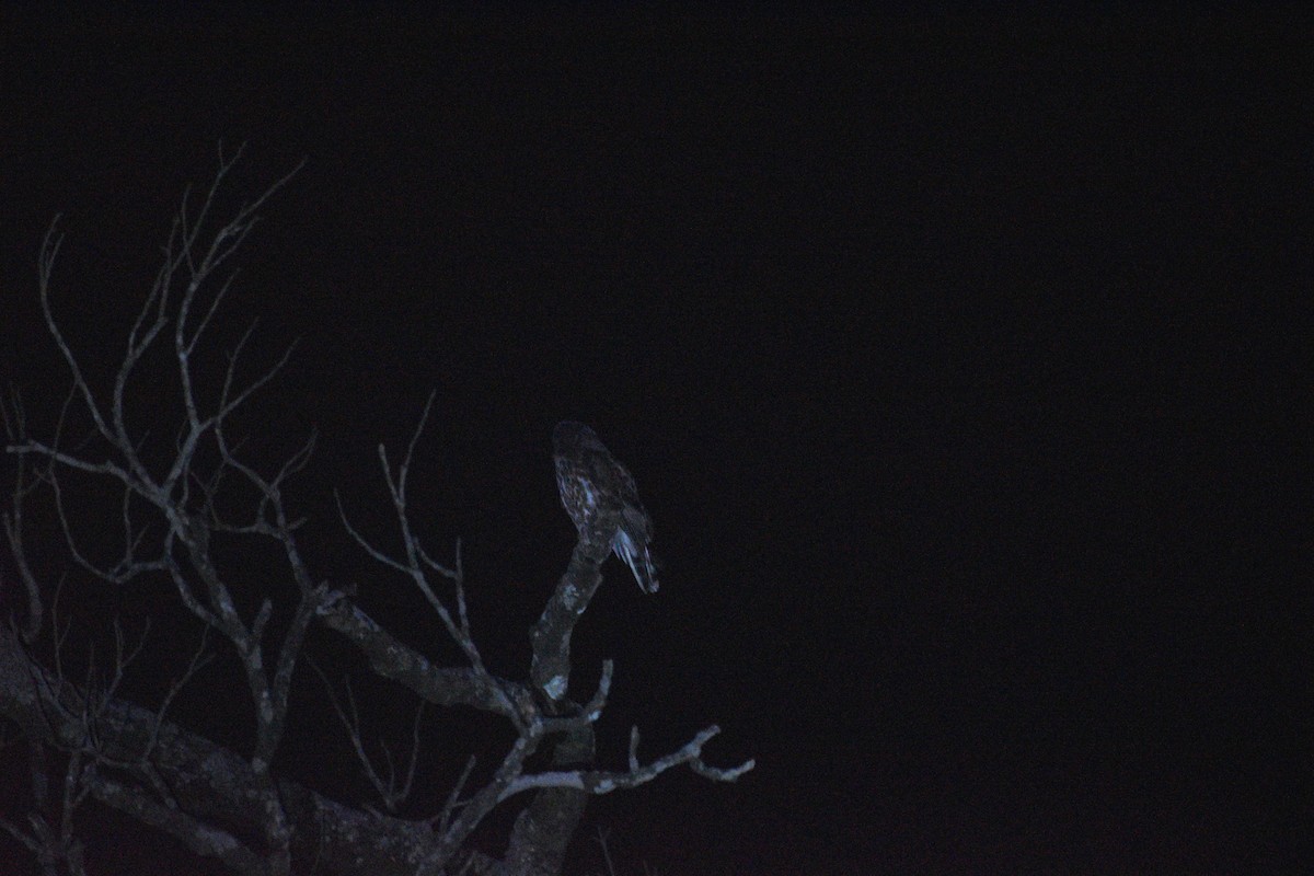 Brown Boobook - ML636332305