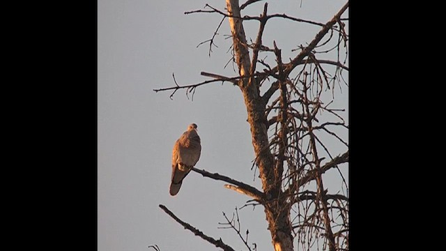 European Turtle-Dove - ML636332318