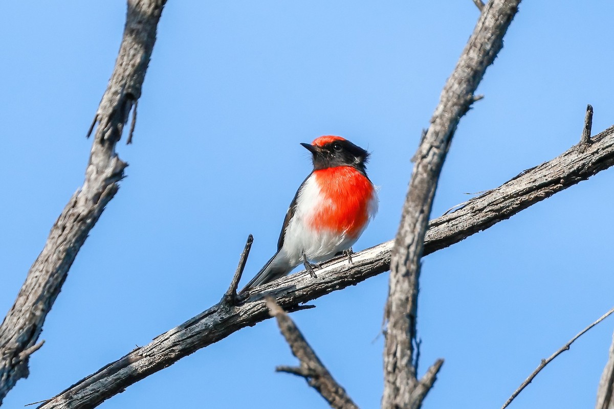 Red-capped Robin - ML636332412
