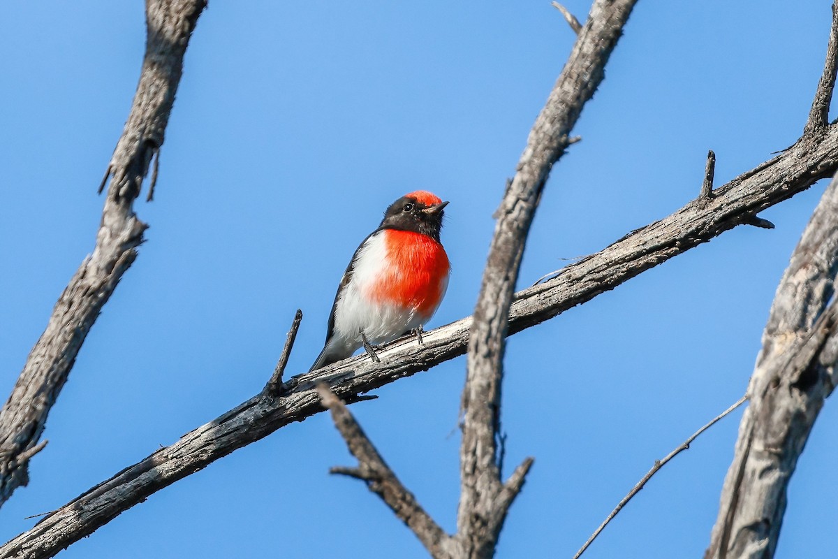 Red-capped Robin - ML636332413