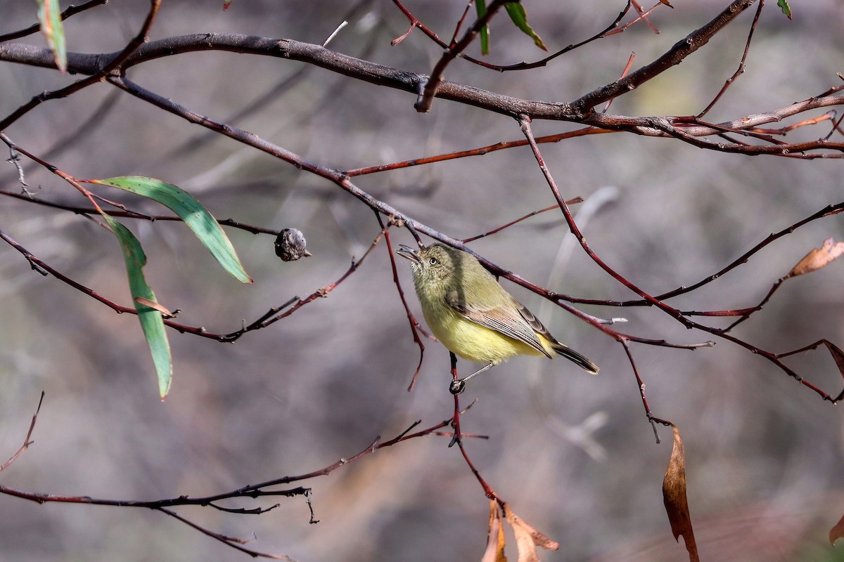 Buff-rumped Thornbill - ML636332438