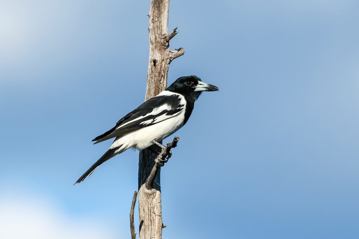 Pied Butcherbird - ML636332457