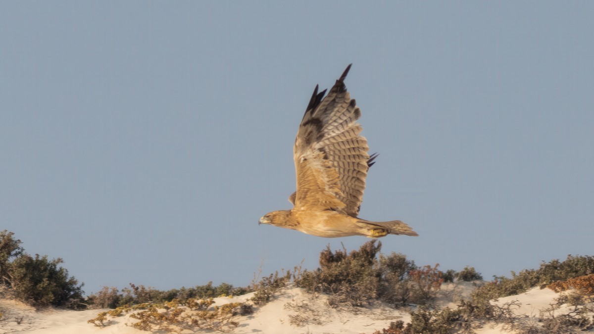Bonelli's Eagle - ML636332473