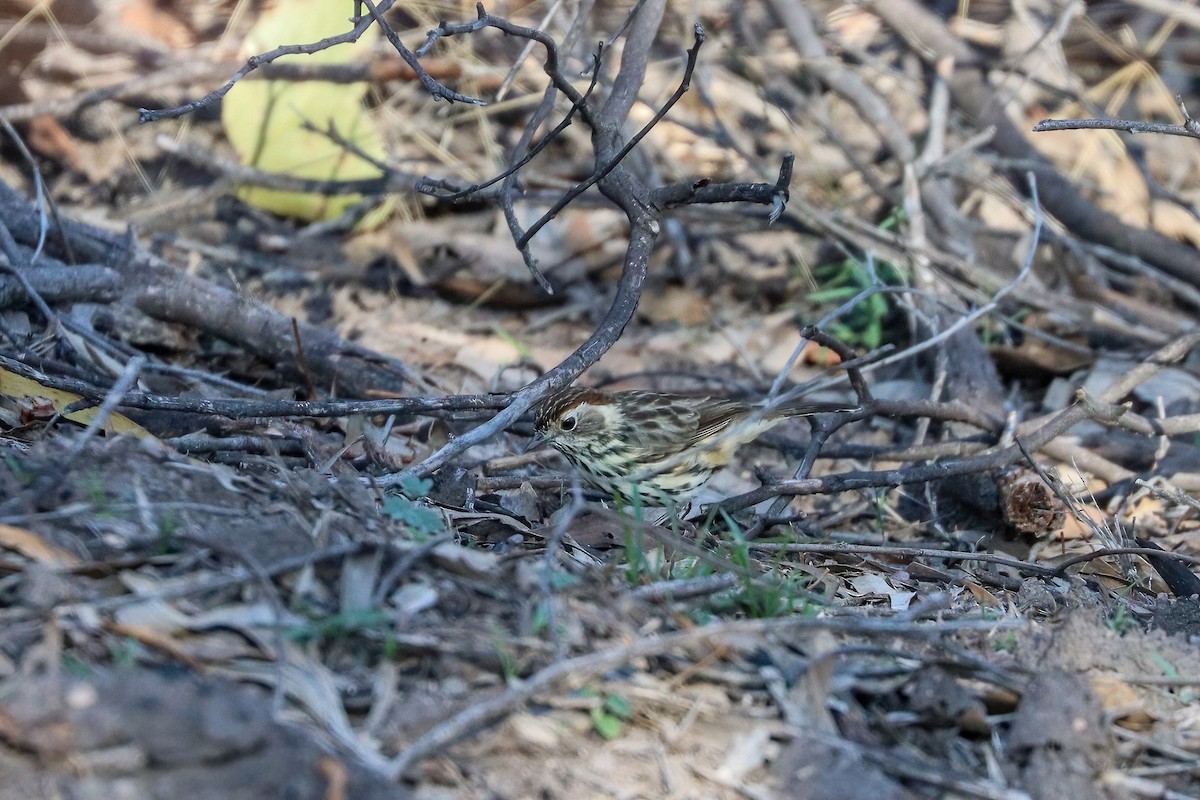 Speckled Warbler - ML636332486