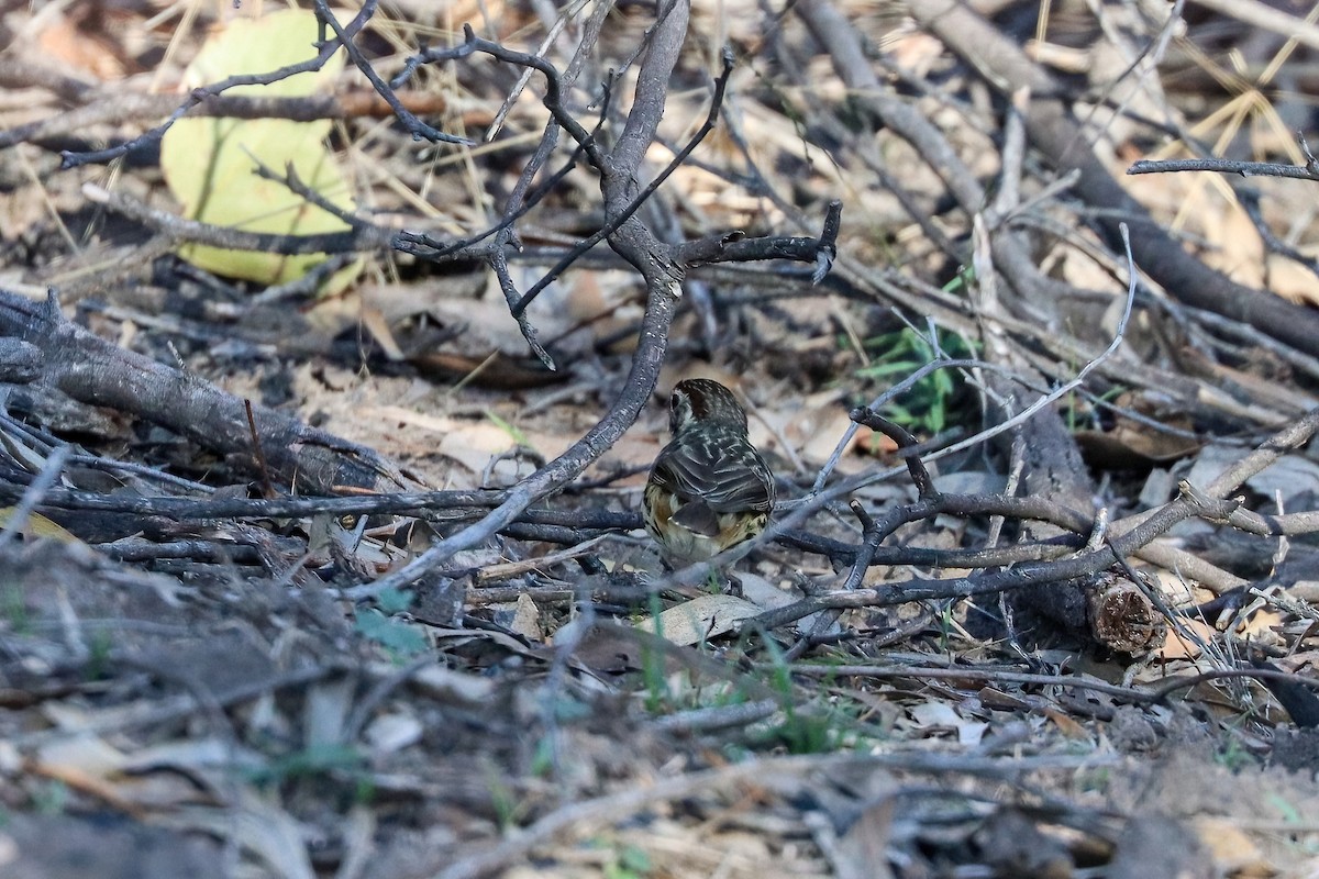 Speckled Warbler - ML636332487