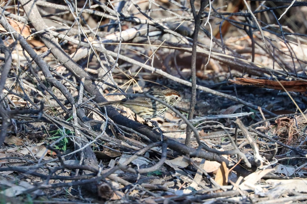 Speckled Warbler - ML636332488