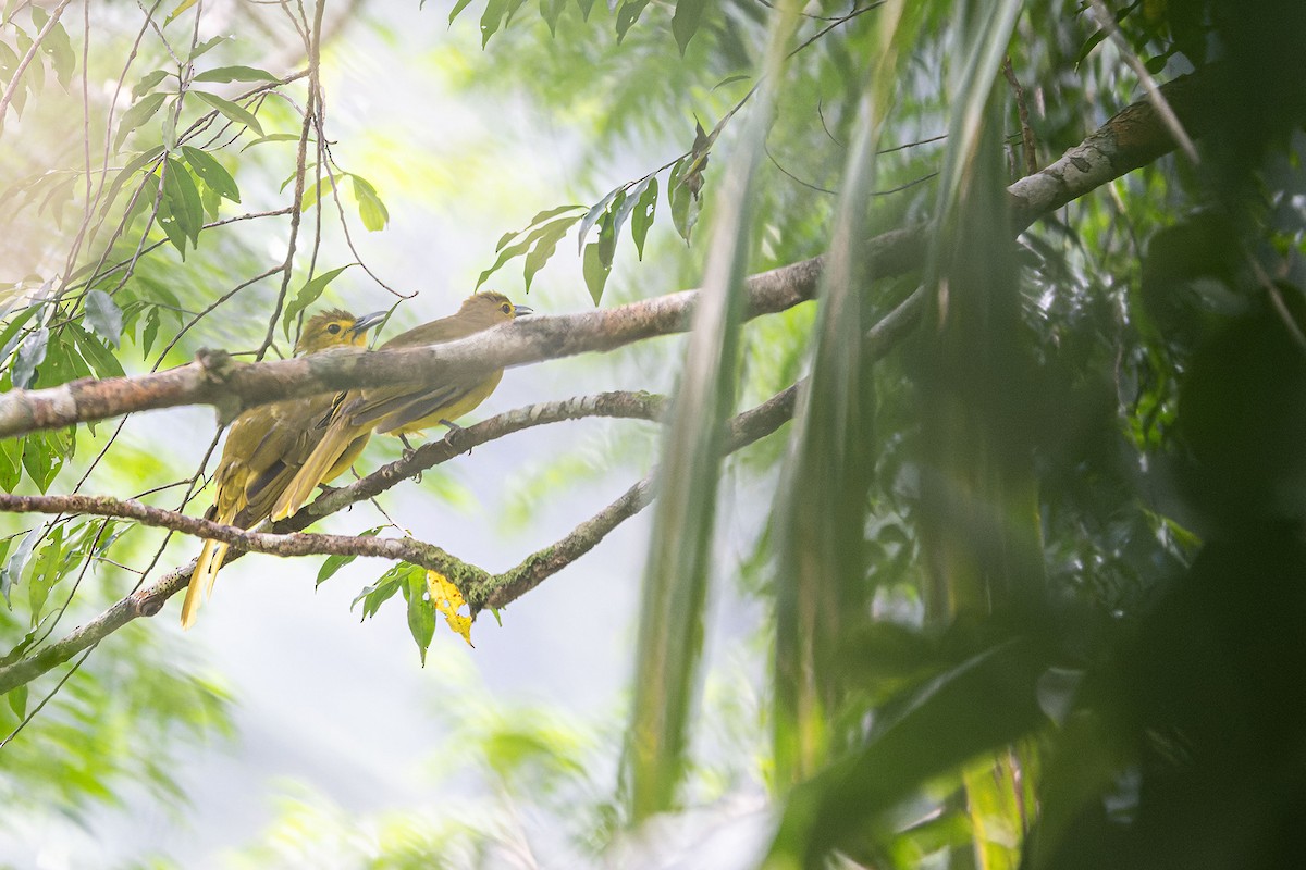 Sangihe Golden-Bulbul - ML636332581