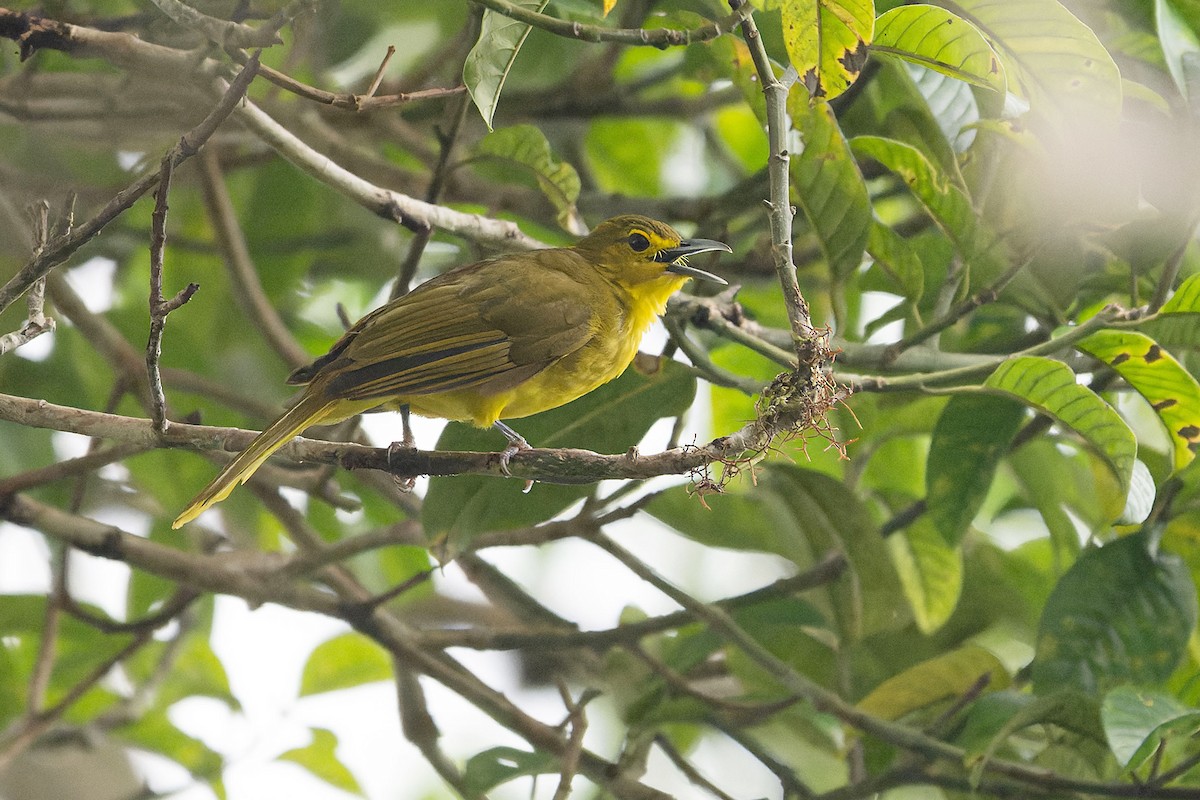 Sangihe Golden-Bulbul - ML636332582