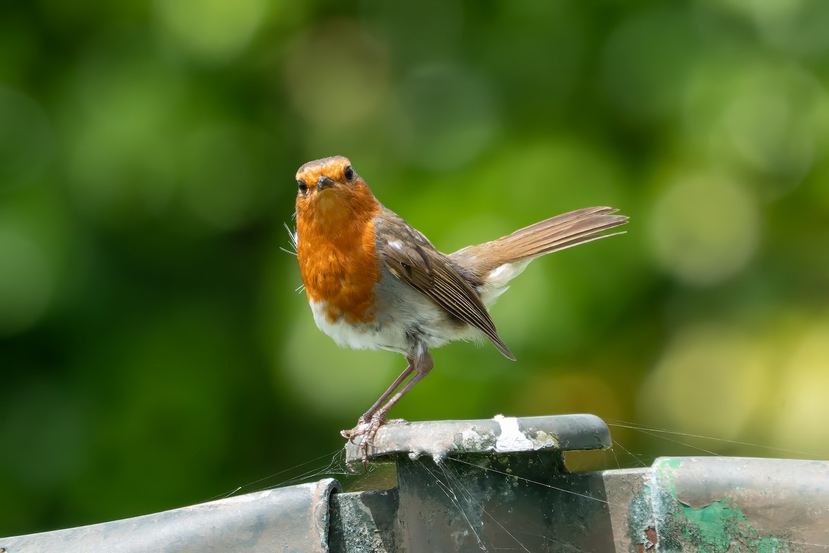 European Robin - ML636332660