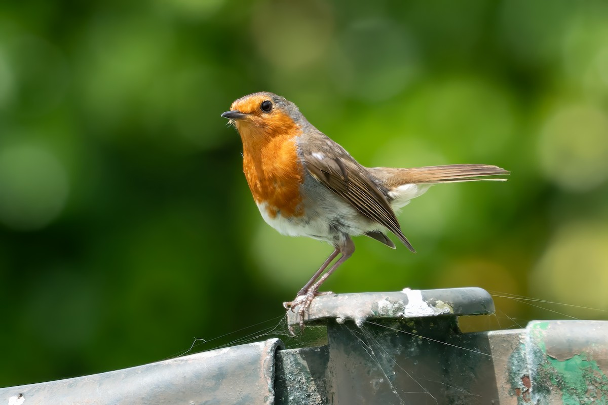 European Robin - ML636332661