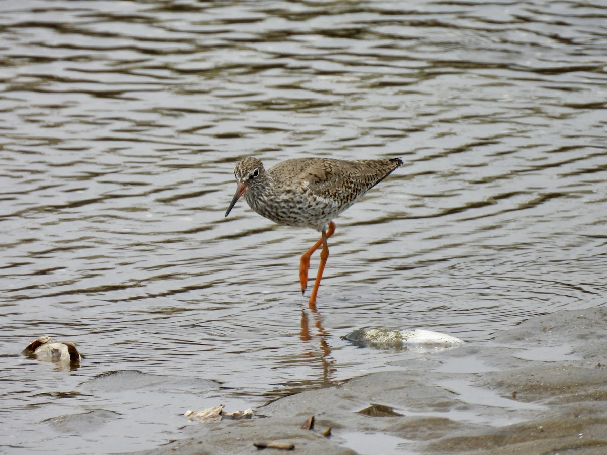 Pettegola - ML636332682