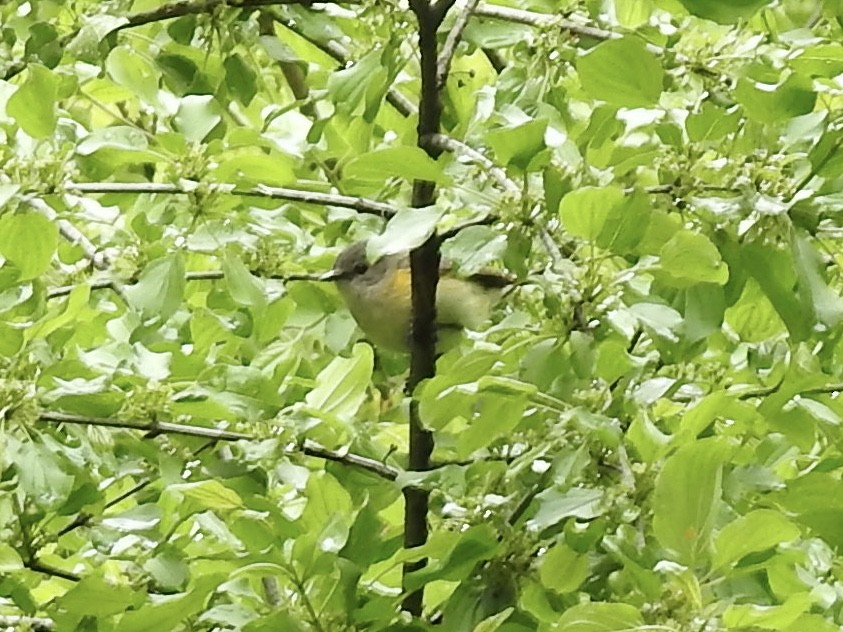 American Redstart - ML636332768