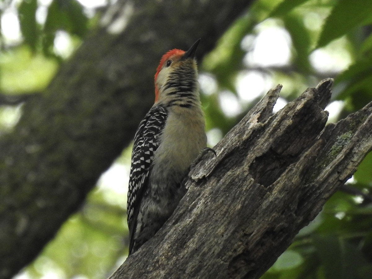 Red-bellied Woodpecker - ML636332789