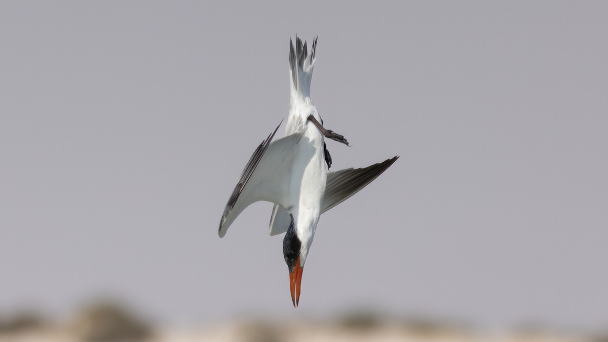 Caspian Tern - ML636332803