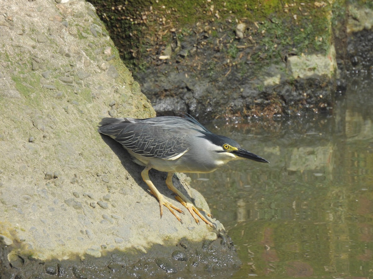 Airone striato - ML636332842