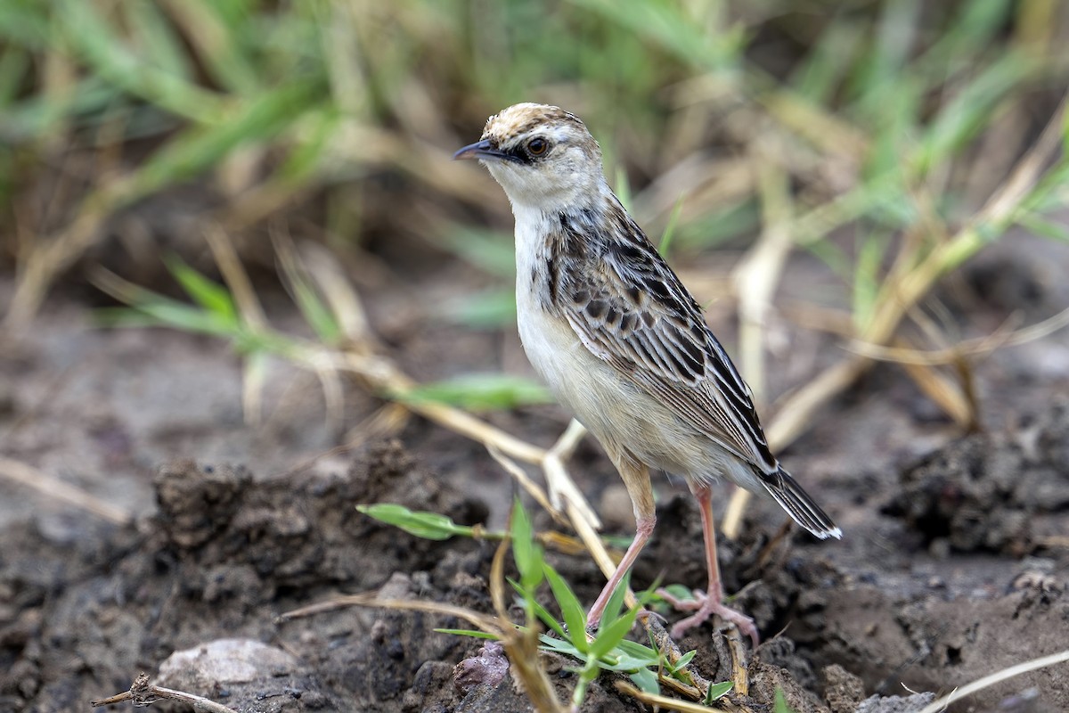 Pectoral-patch Cisticola - ML636332932