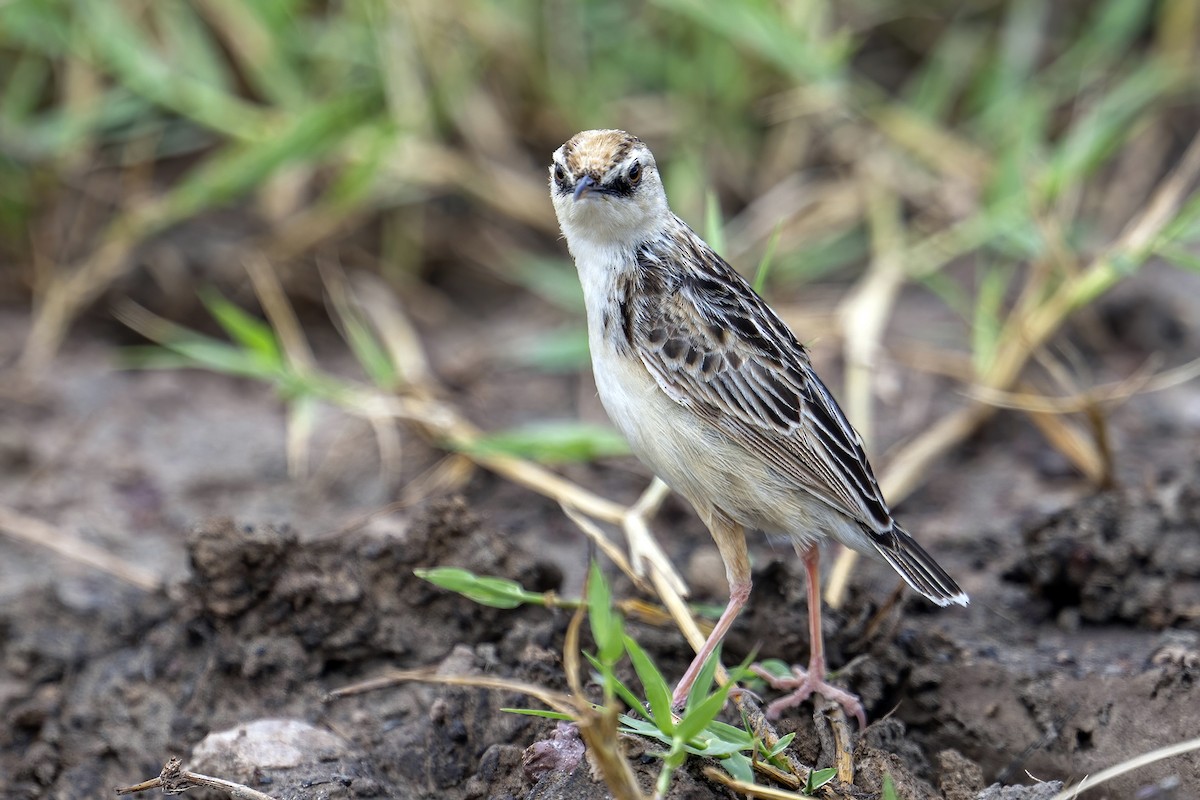 Pectoral-patch Cisticola - ML636332933
