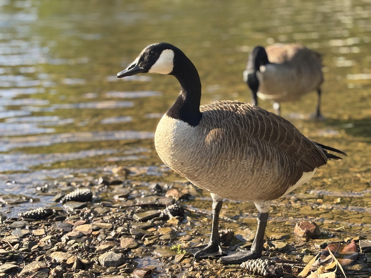Canada Goose - ML636332986