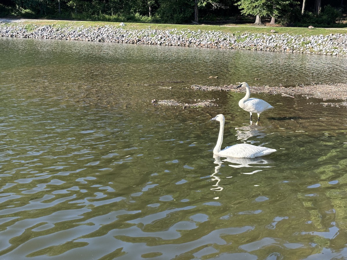 Trumpeter Swan - ML636332988