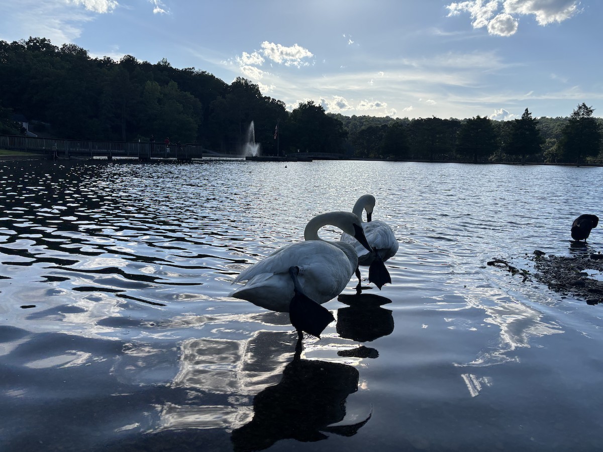 Trumpeter Swan - ML636332989