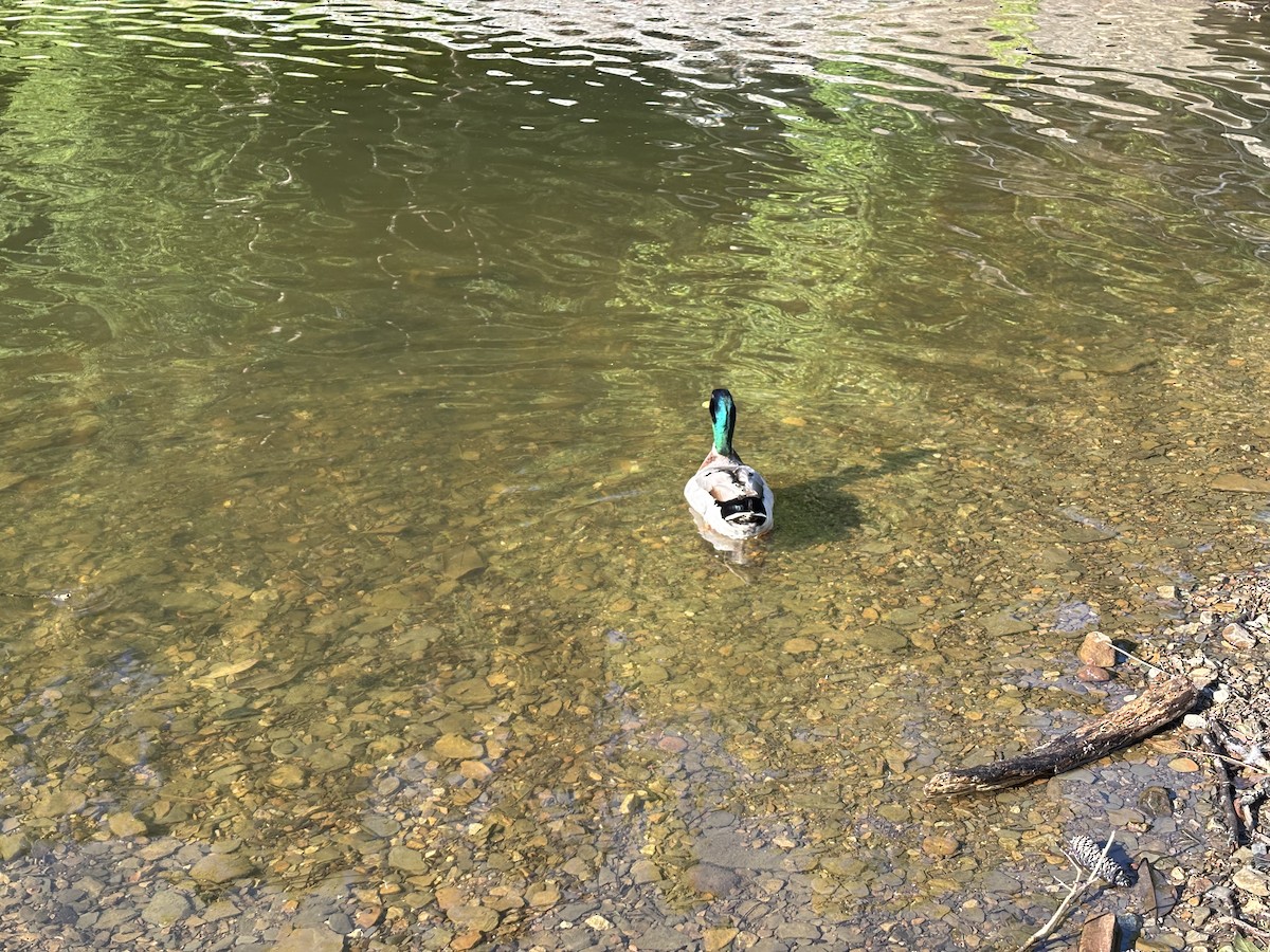 Mallard - ML636332995